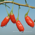 mejores bayas de goji secas exportación de fruta wolfberry mauricio